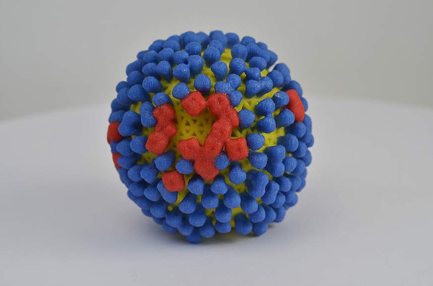 3D print of influenza virus showing hemagglutinin and neuraminidase.