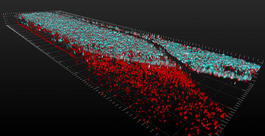 Image of spinal cord tissue chip