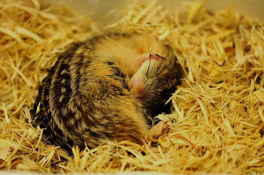 The 13-lined ground squirrel 