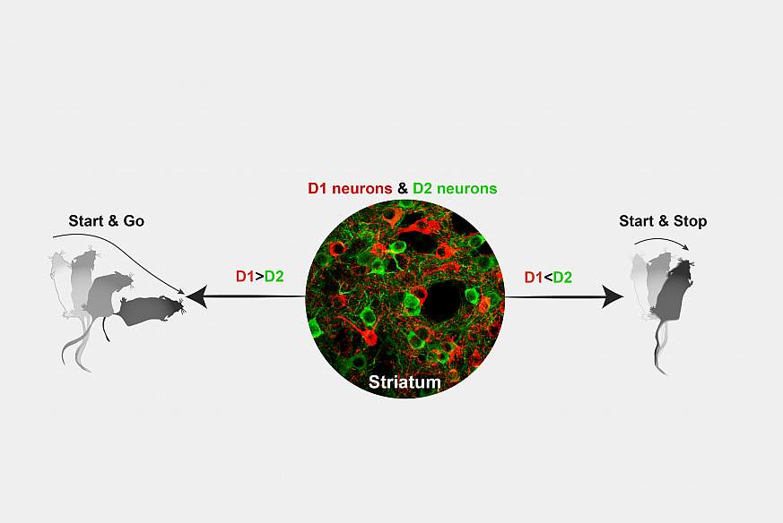 Micrograph of D1 and D2 neurons with illustration of mouse movements