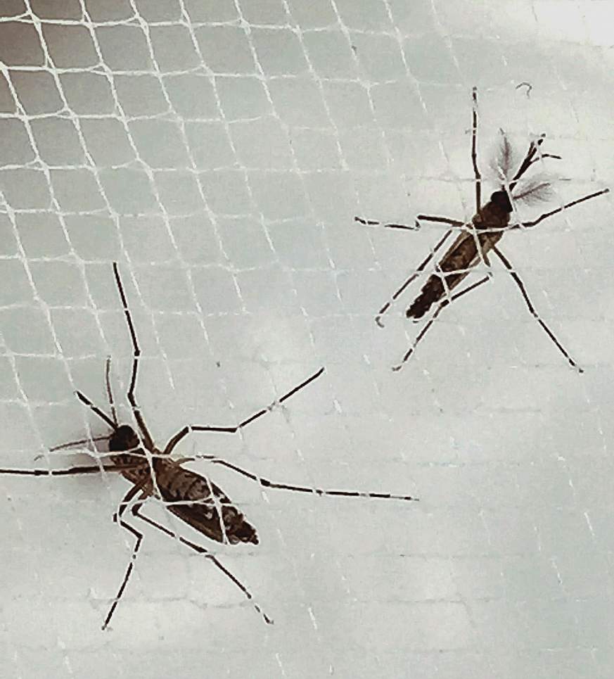 Female and male Aedes aegypti mosquitoes