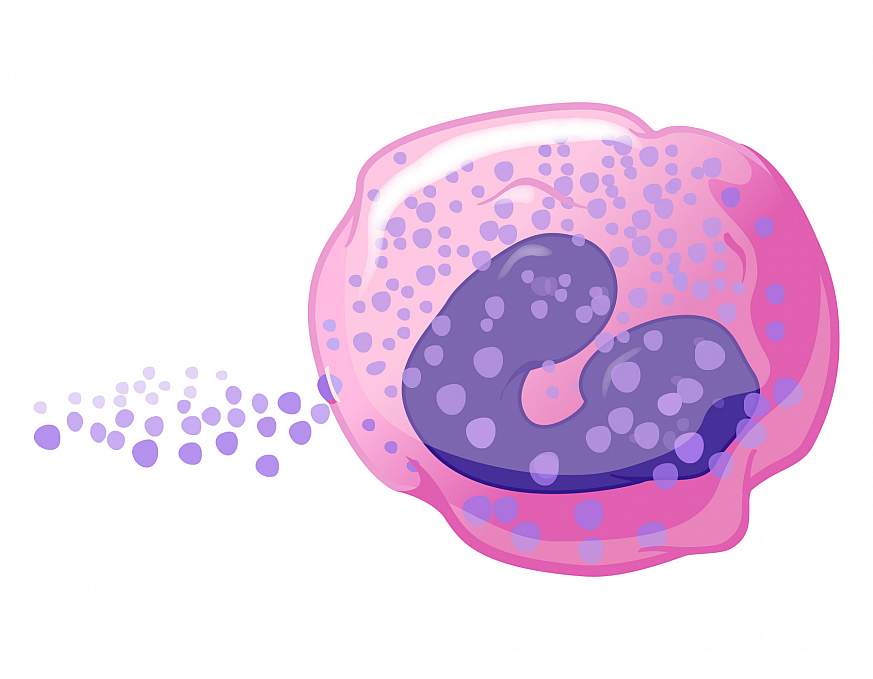 Illustration of an eosinophil. 