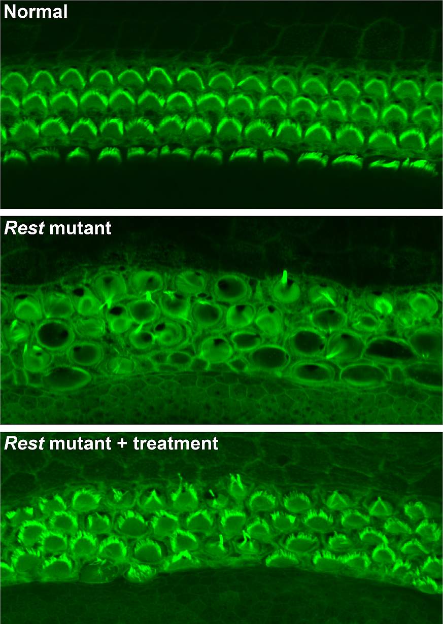 Image of cells scans from mouse inner ear