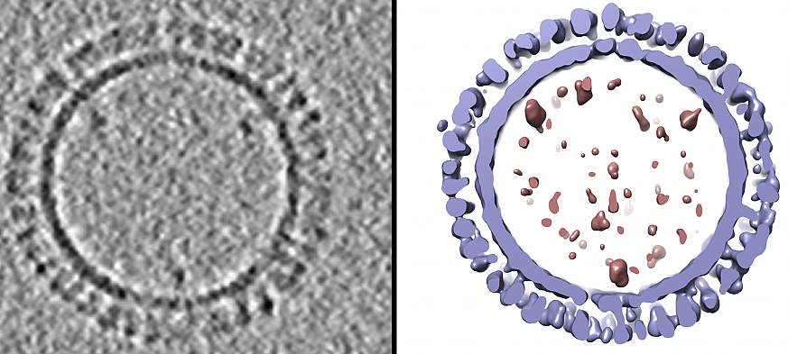 Image and rendering of 1918 influenza virus-like particle