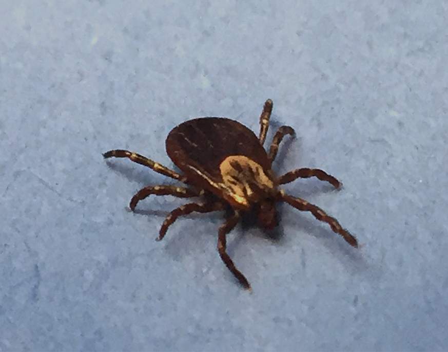 Female Dog Tick