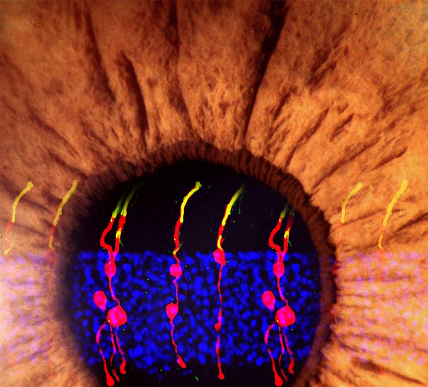 Illustration of Müller glia-derived rod photoreceptors