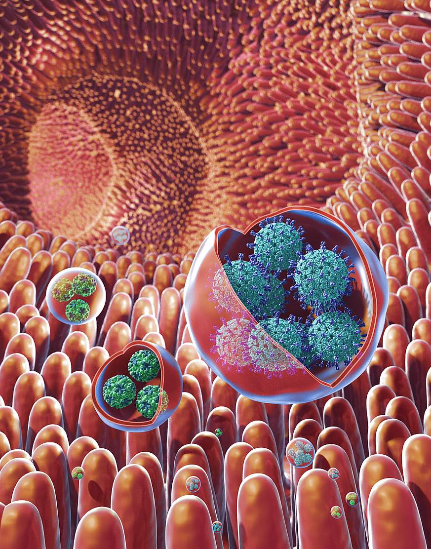 Illustration of virus clusters
