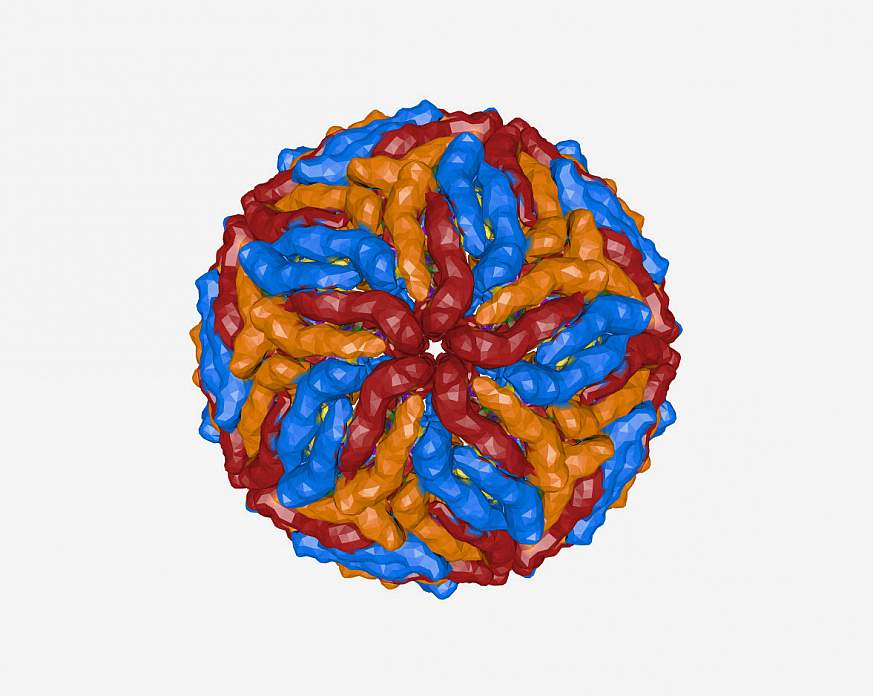 Zika virus model