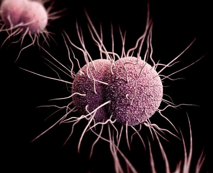 Drug-resistant, Neisseria gonorrhoeae