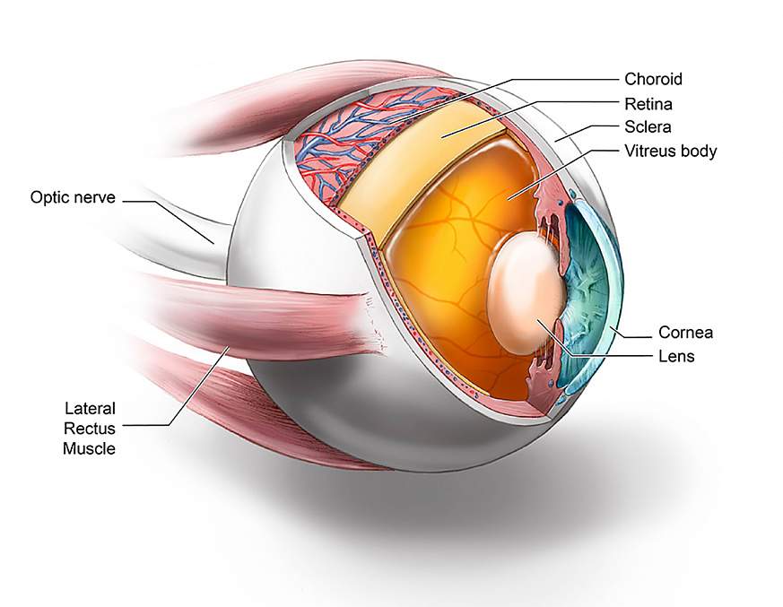Illustration of ocular tissues 