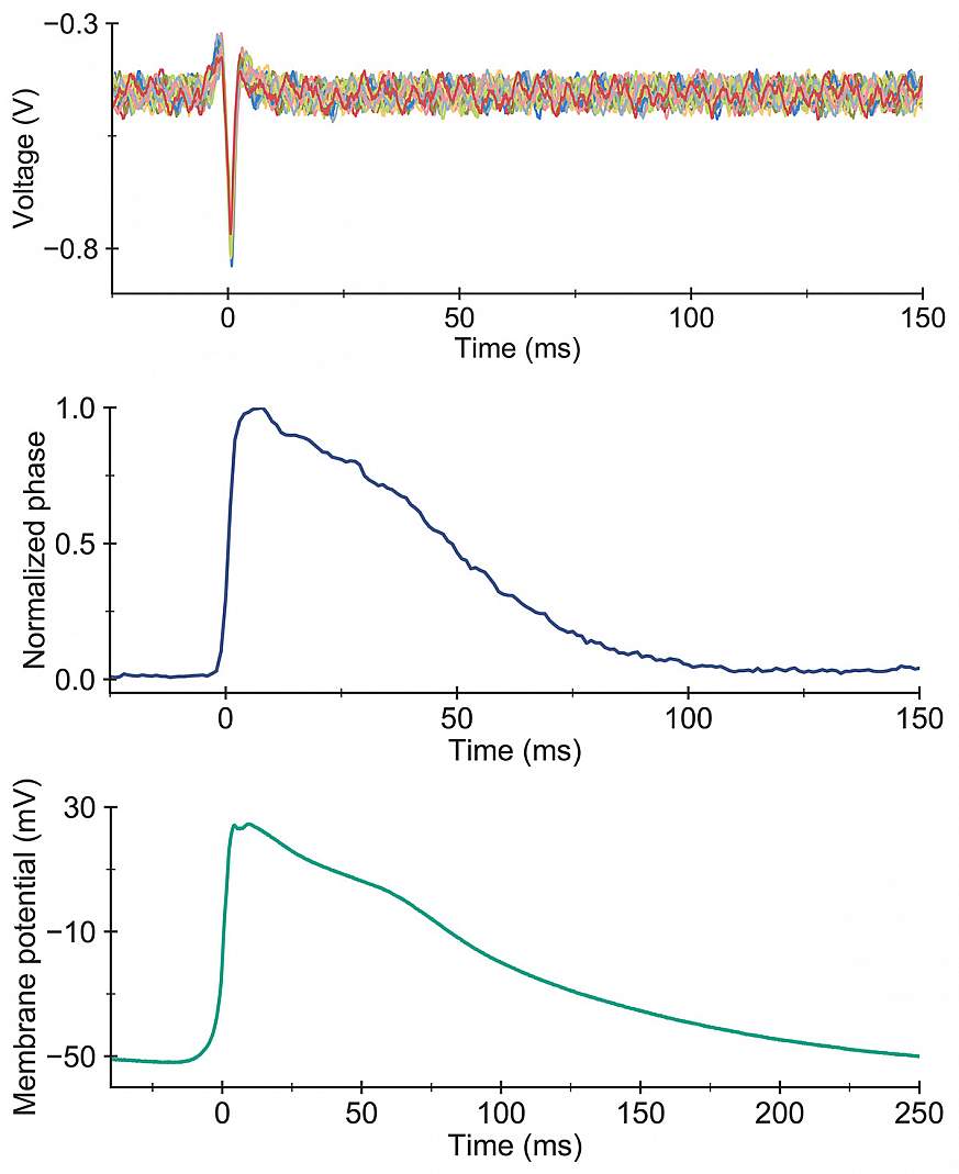 Graph showing optical imaging signals.