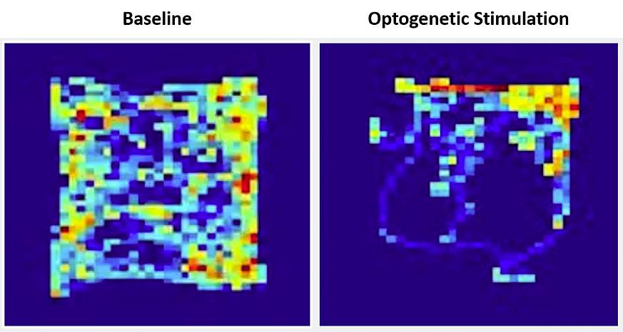 Two square-shaped multicolored heat maps showing color variation representing the time a mouse spent in parts of the open field chamber during baseline and optogenetic stimulation.