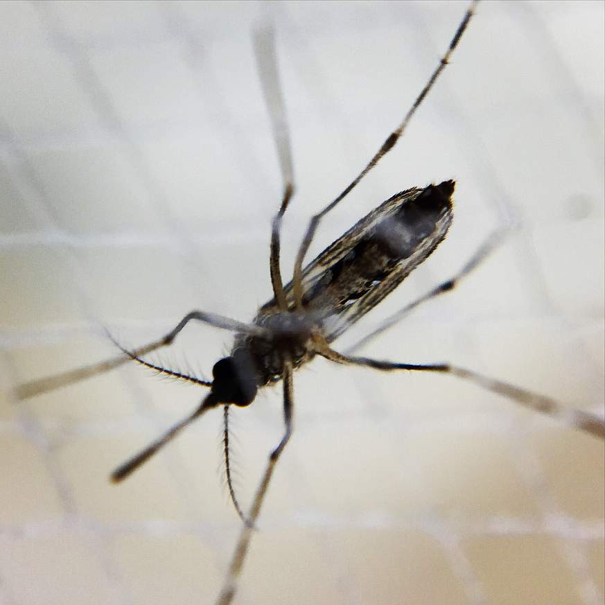A female Aedes mosquito.