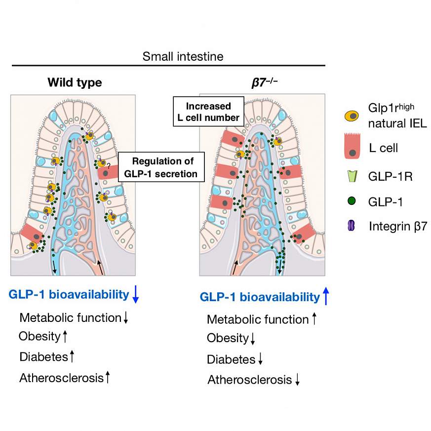 Illustrations of small intestine comparing presence of cells that regulate metabolism.