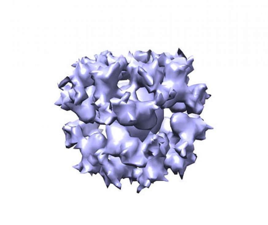 A cryo-EM image of the gH/gL/gp45 candidate vaccine construct