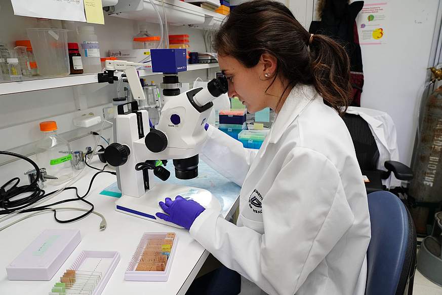 Image of a scholar using a microscope