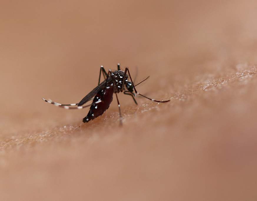 Aedes Mosquito