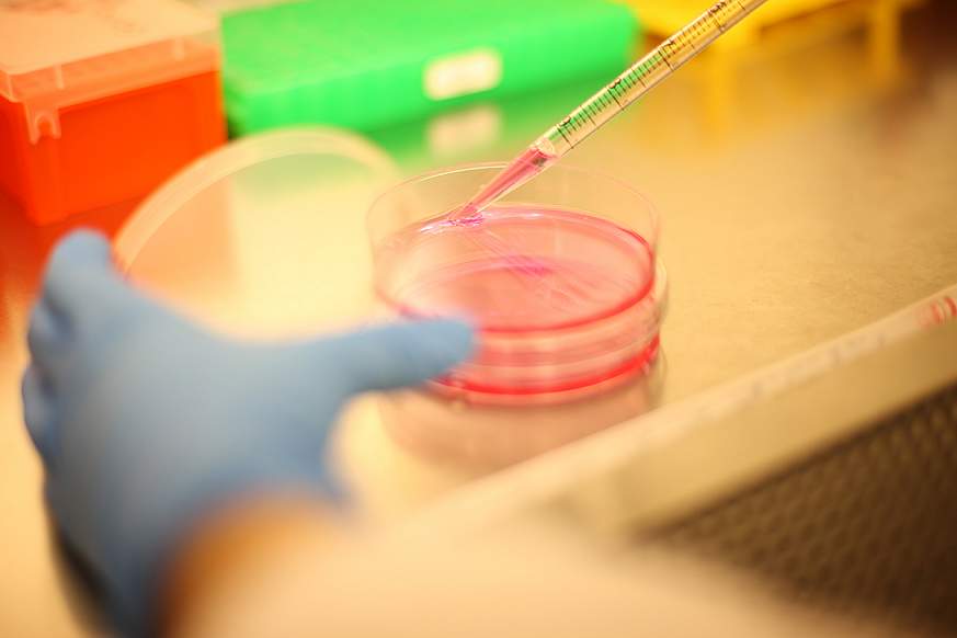 Petri dish used for lab research.