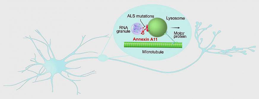 Cartoon of annexin A11 guiding hitchhiking through a neuron.