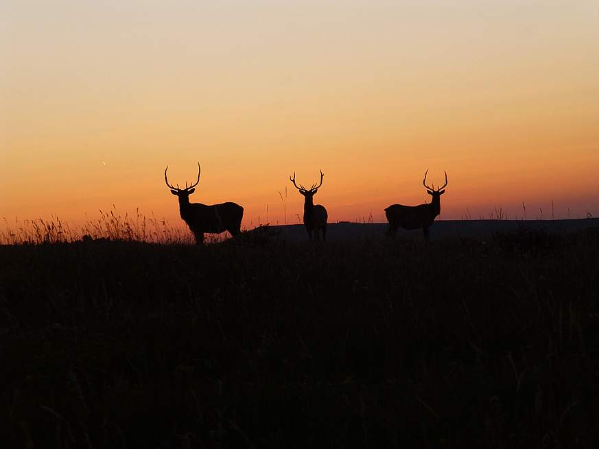 Three healthy bull elk during the fall 2018 rut in central Montana.