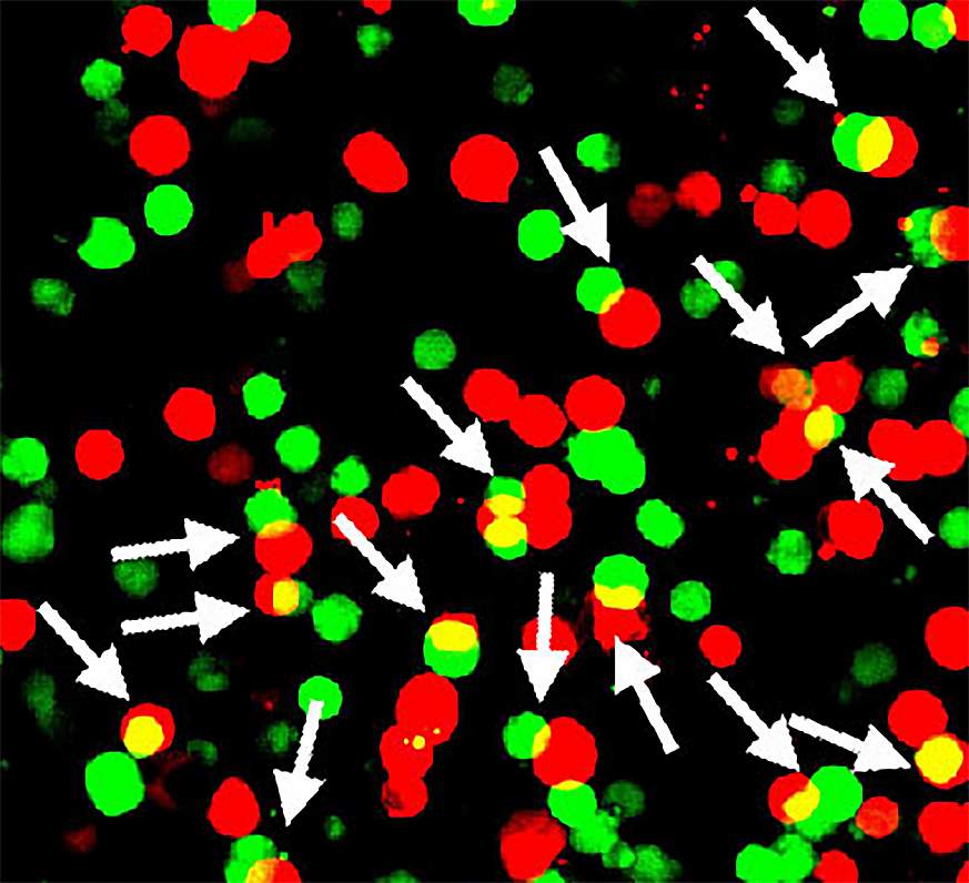 Scan of protein clusters