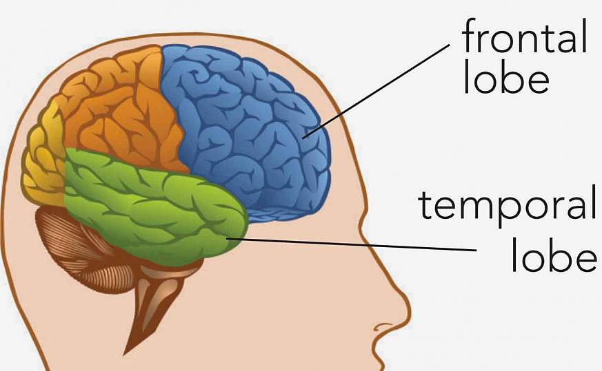 Illustration of the human brain