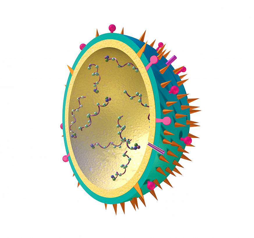3-D illustration of a flu virus.