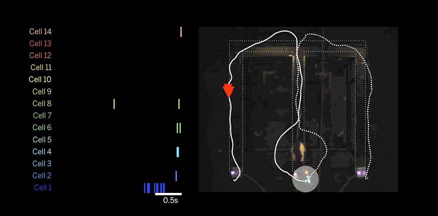 Image of a forward replay event