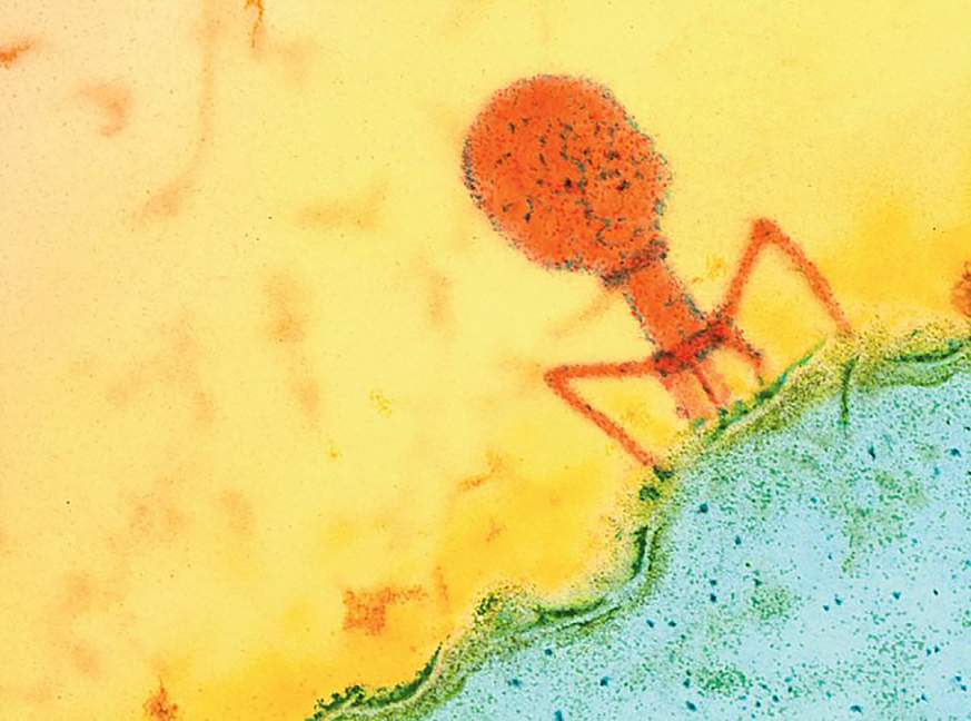 Micrograph of a bacteriophage