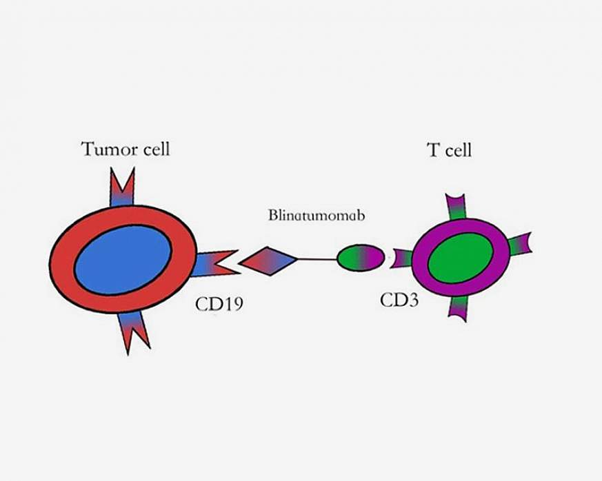 An illustration showing the mechanism of the drug blinatumomab