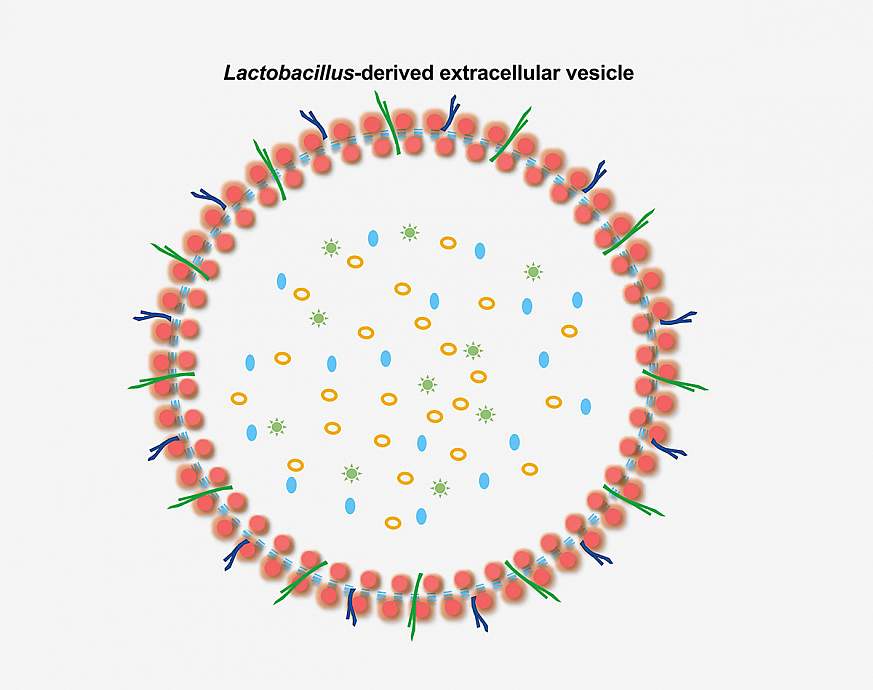 Diagram of a bacterial vesicle.