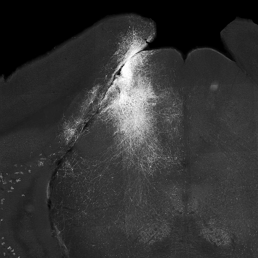 Image of a slice of mouse brain