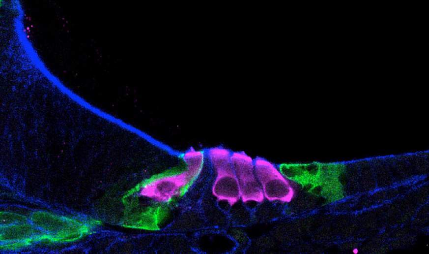 Image of newborn mouse cochlea sensory hair cells development