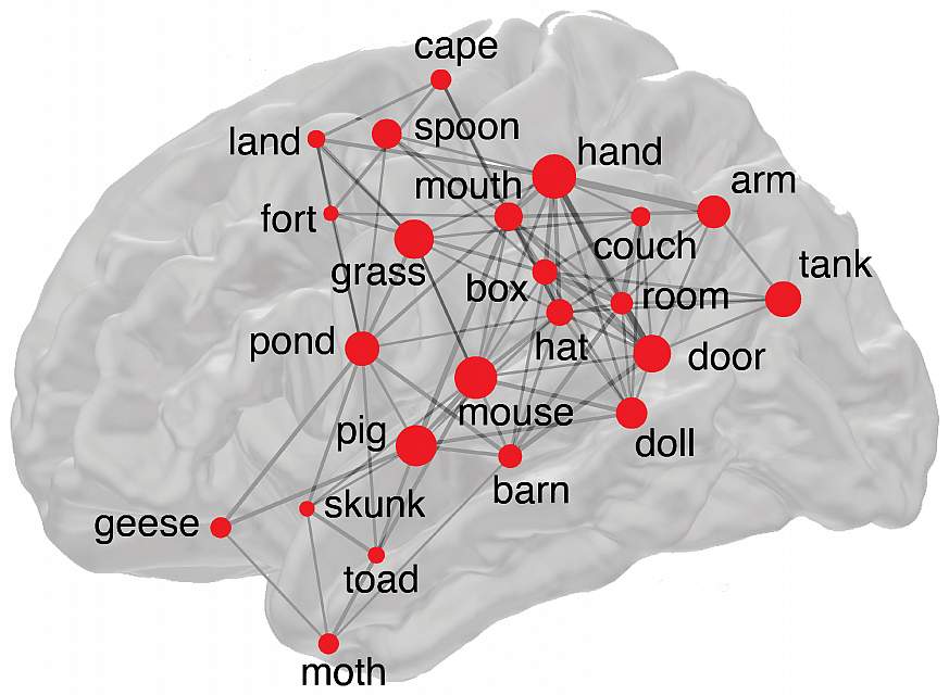 Illustration of brain network