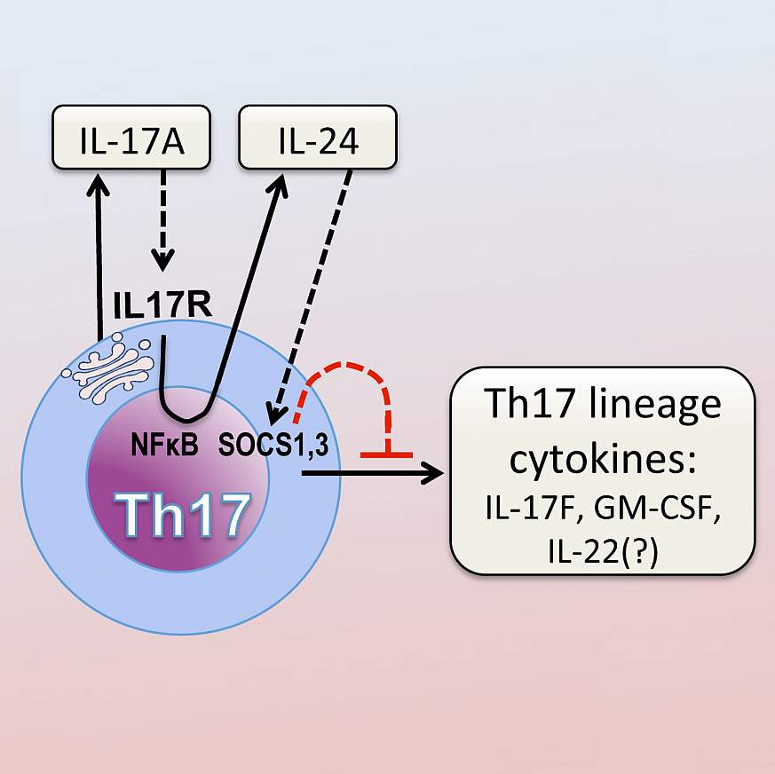 Illustration of IL-17 activation