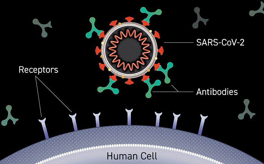 Clinical trials of monoclonal antibodies to prevent COVID-19 now enrolling  | National Institutes of Health (NIH)