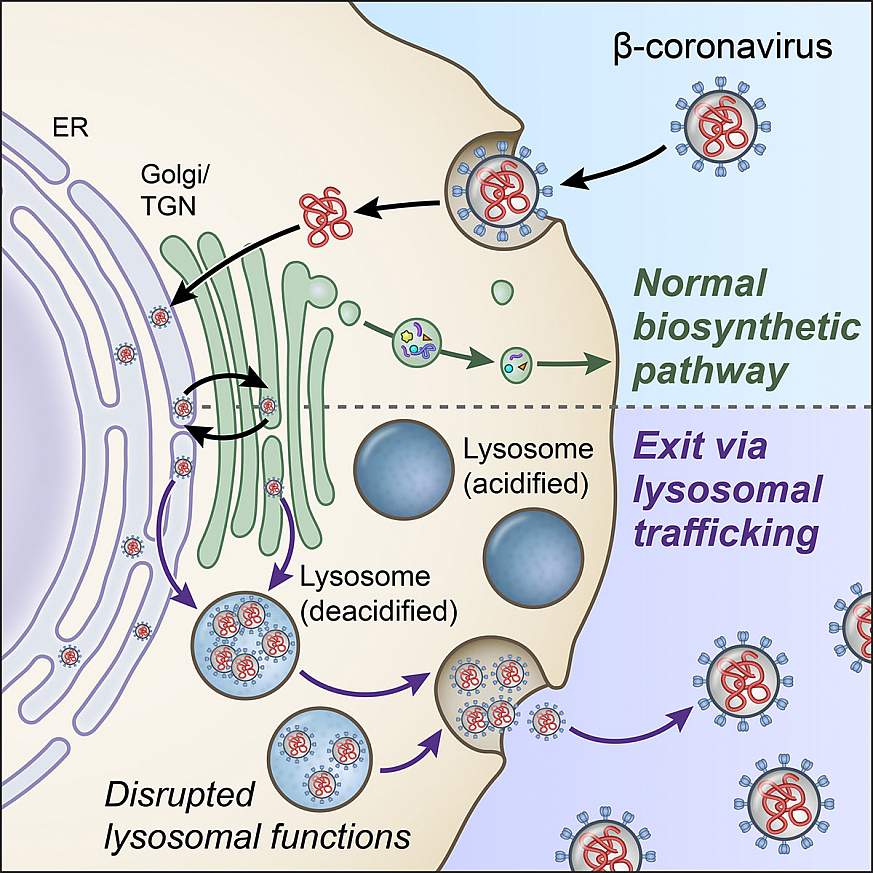 Illustration of lysosome exocytosis pathway 