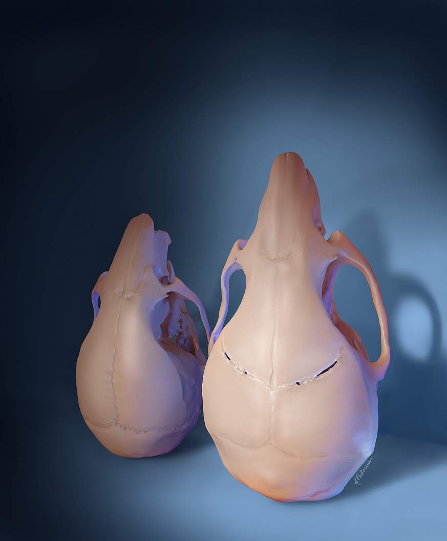 D rendering of two mouse skulls
