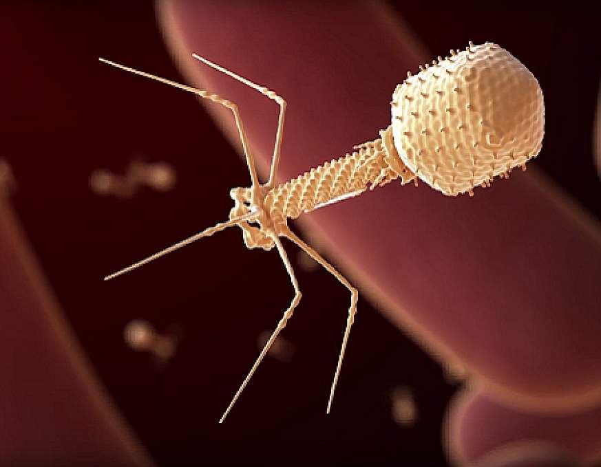 A computer-generated rendition of a bacteriophage. 