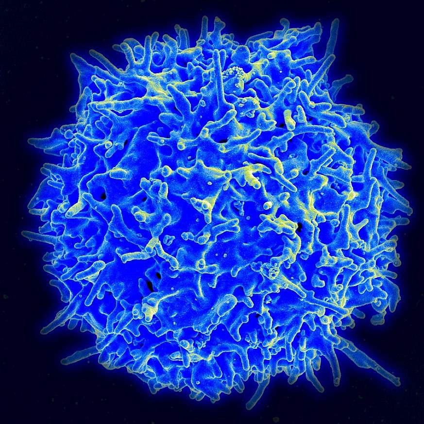 Healthy Human T Cell