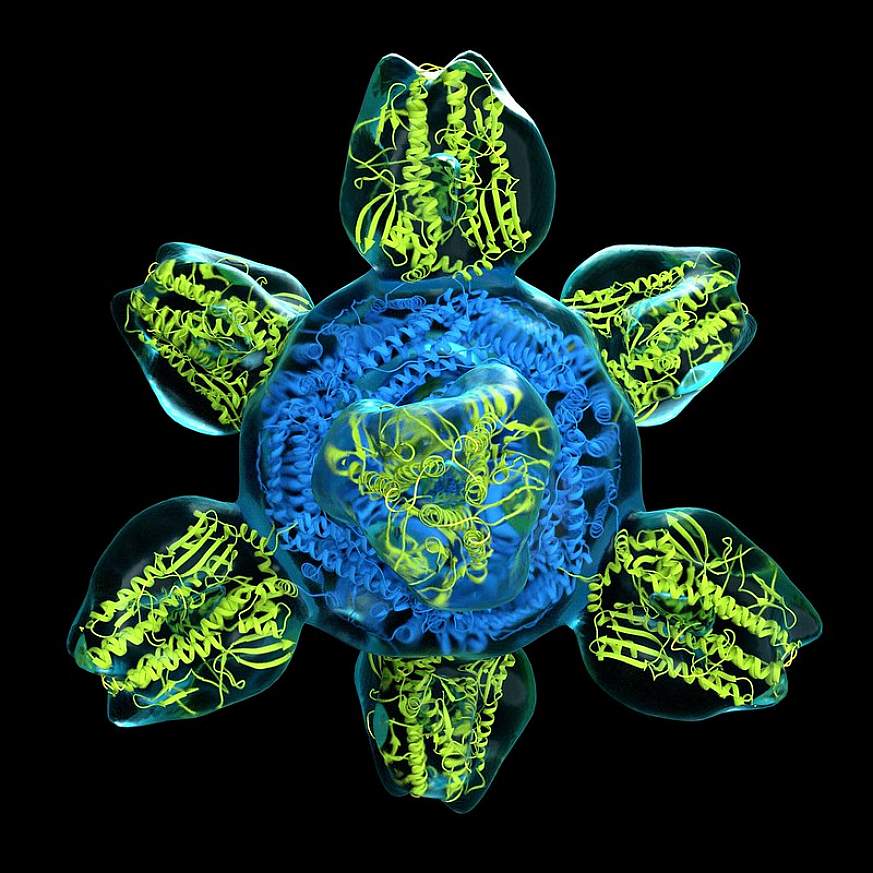 Prototype for a Universal Flu Vaccine