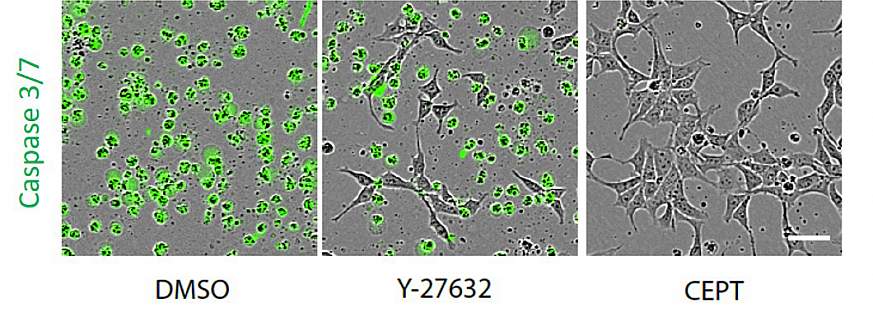 Thawed stem cells on a plate