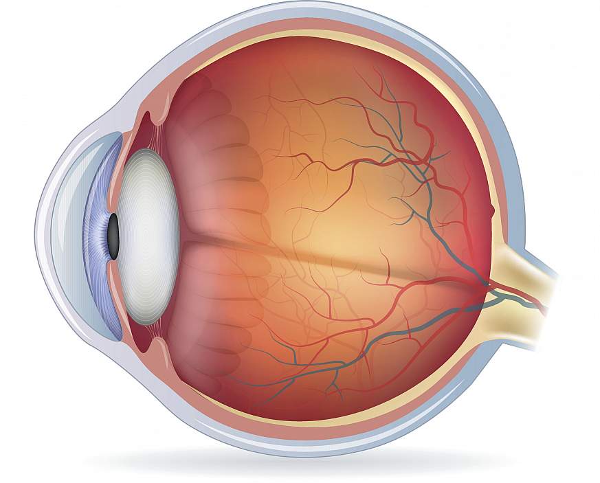 Illustration of the eye