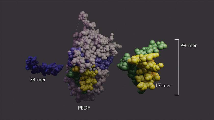 computer illustration of PEDF protein.