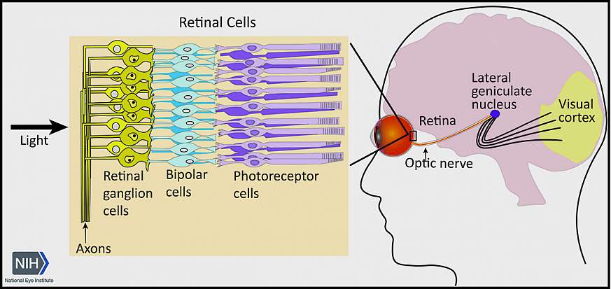 Diagram of the optic nerve