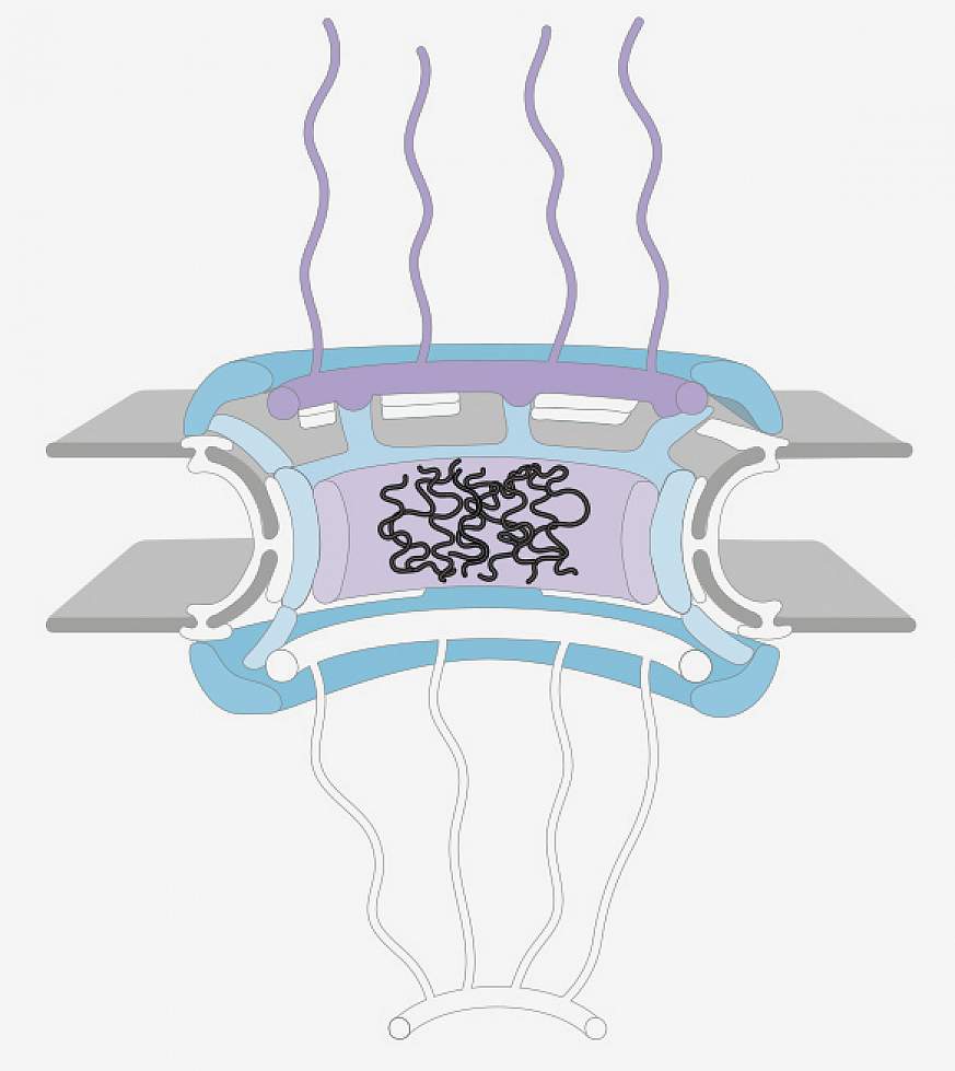 When CHMP7 accumulates in the nucleus, certain proteins become missing from nuclear pores (outlined in white). This causes the pores to break apart, leading to downstream effects that may cause ALS.