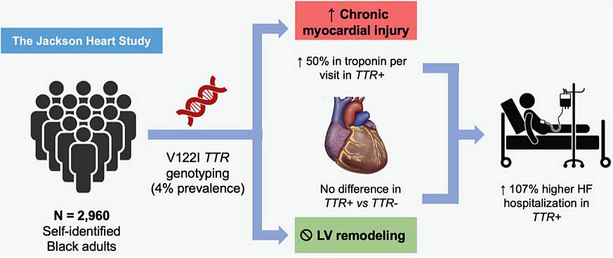 Illustration shows risk of heart failure hospitalization associated with the V142I variant carrier status 