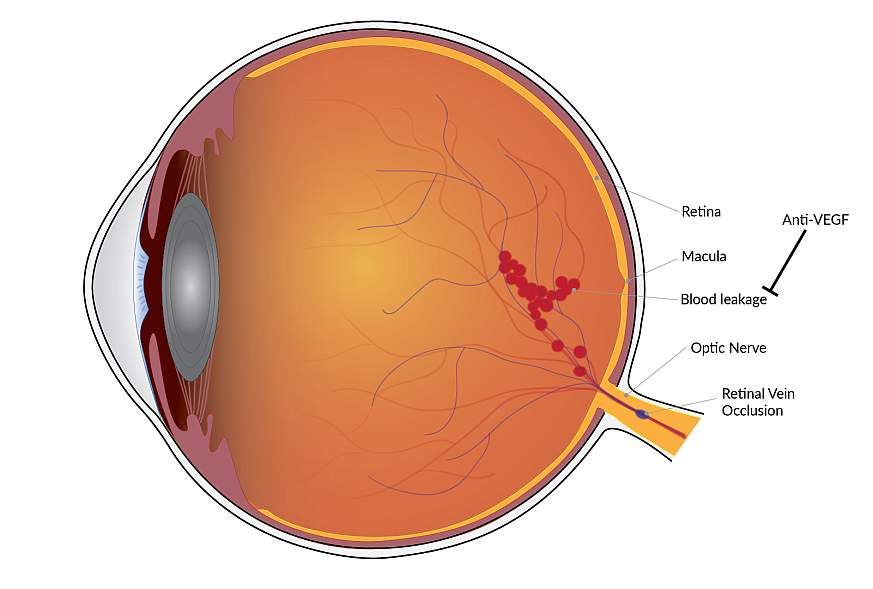 Illustration of the interior of the human eye