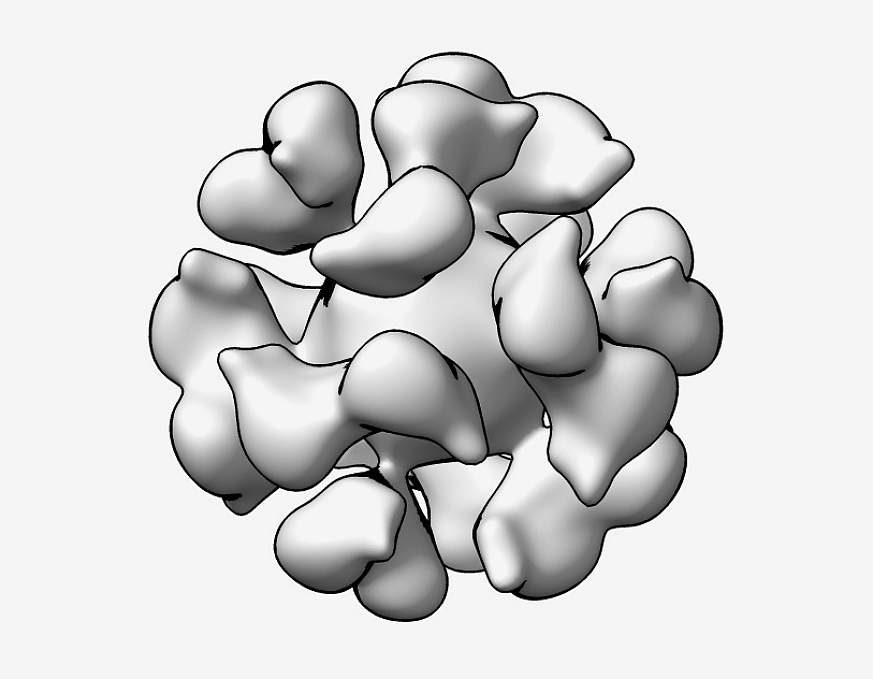 3D reconstruction of EBV gp350-ferritin nanoparticle