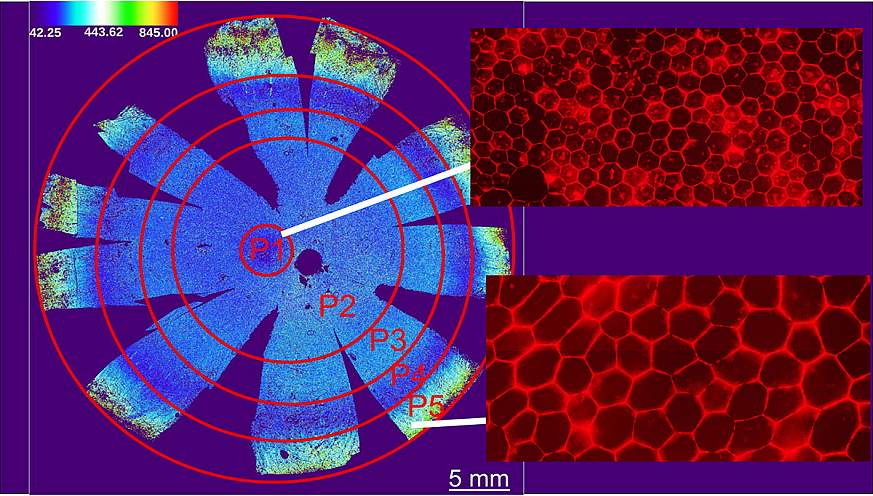 Images of retinal cells